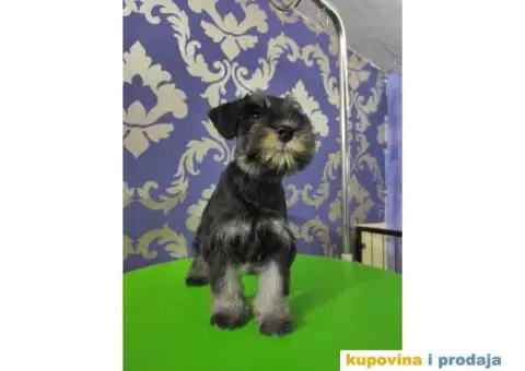 Patuljasti šnaucer štenci - 4/10