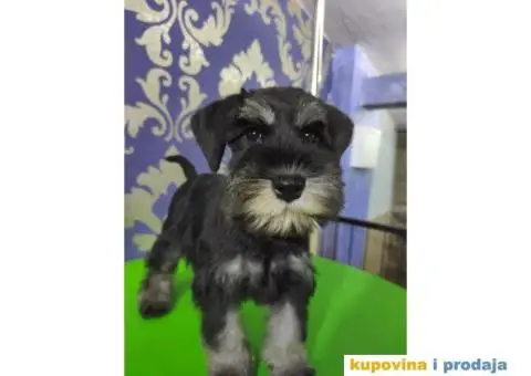 Patuljasti šnaucer štenci - 5/10