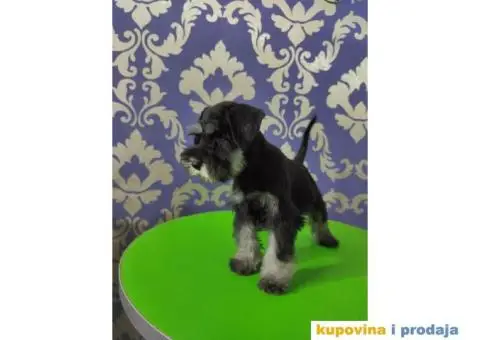 Patuljasti šnaucer štenci - 6/10