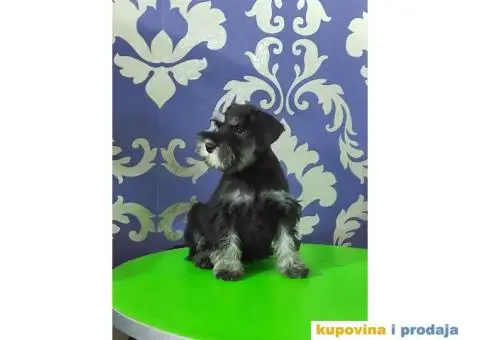 Patuljasti šnaucer štenci - 7/10