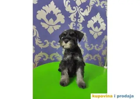 Patuljasti šnaucer štenci - 10/10