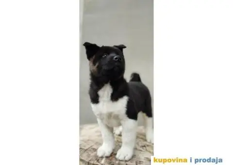 Američka akita PRELEPI štenci - 1/9