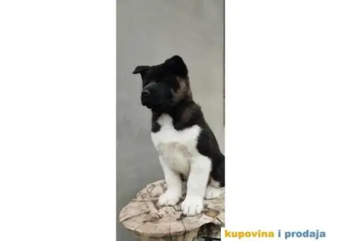 Američka akita PRELEPI štenci - 2/9