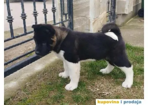 Američka akita PRELEPI štenci - 3/9