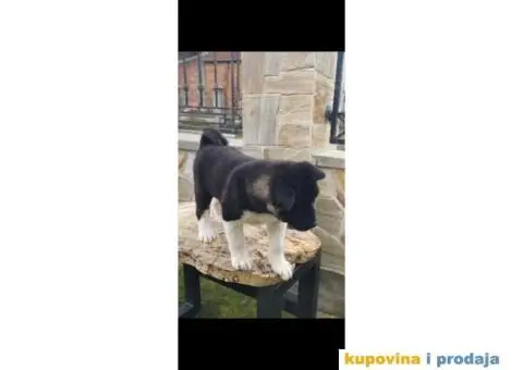 Američka akita PRELEPI štenci - 4/9