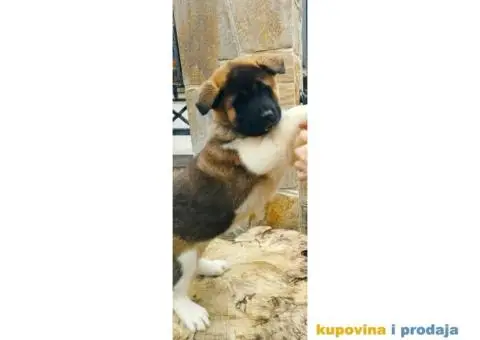 Američka akita PRELEPI štenci - 5/9