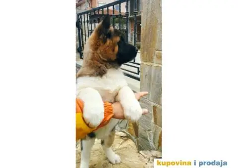 Američka akita PRELEPI štenci - 6/9