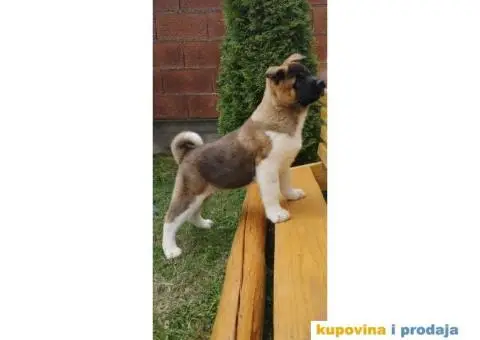 Američka akita PRELEPI štenci - 7/9