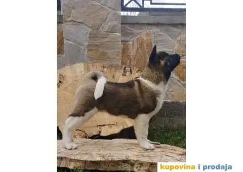 Američka akita PRELEPI štenci - 8/9