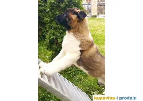 Američka akita PRELEPI štenci - 9/9