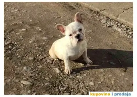 FRANCUSKI BULDOG štenci starosti četiri meseca - 1/7