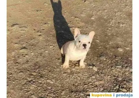 FRANCUSKI BULDOG štenci starosti četiri meseca - 2/7