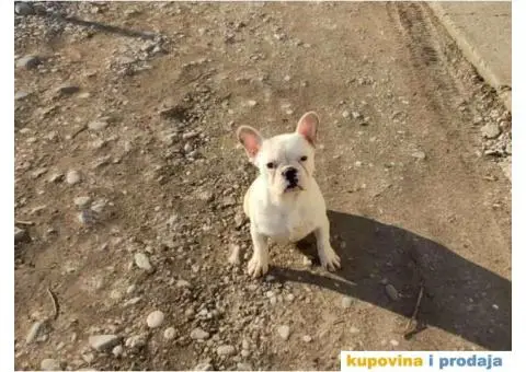 FRANCUSKI BULDOG štenci starosti četiri meseca - 3/7