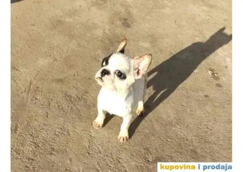 FRANCUSKI BULDOG štenci starosti četiri meseca - 4/7