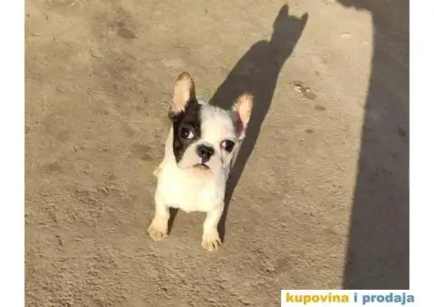 FRANCUSKI BULDOG štenci starosti četiri meseca - 5/7