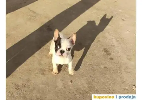 FRANCUSKI BULDOG štenci starosti četiri meseca - 6/7