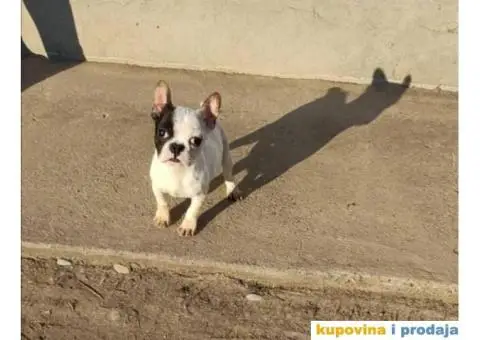 FRANCUSKI BULDOG štenci starosti četiri meseca - 7/7