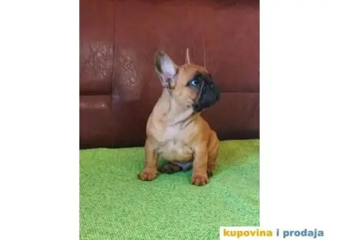 Francuski Buldog - 1/9