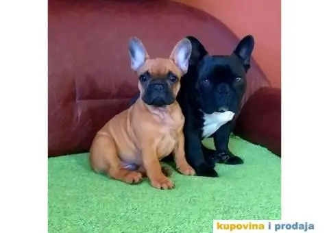 Francuski Buldog - 2/9