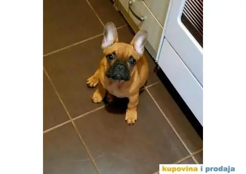 Francuski Buldog - 3/9