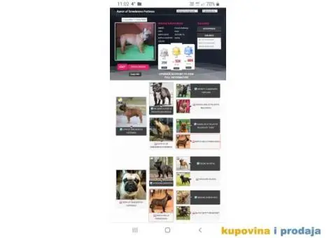 Francuski Buldog - 4/9