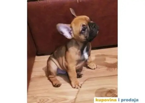 Francuski Buldog - 5/9