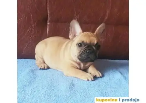 Francuski Buldog - 6/9