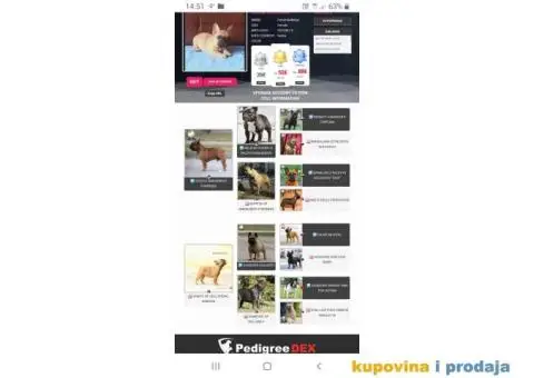 Francuski Buldog - 7/9