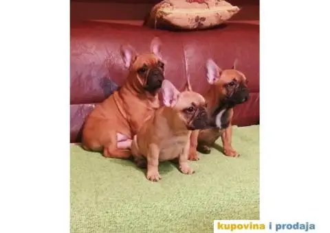 Francuski Buldog - 8/9