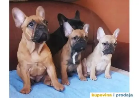 Francuski Buldog - 9/9