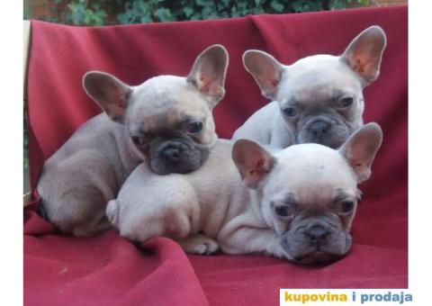 FRANCUSKI BULDOG, štenad vrhunskog kvaliteta - 1/6