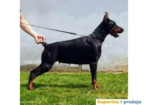 DOBERMAN ženka na prodaju