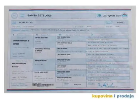 DOBERMAN ženka na prodaju - 2/2