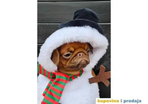 Petit brabancon - Mali brabanson - 1/10