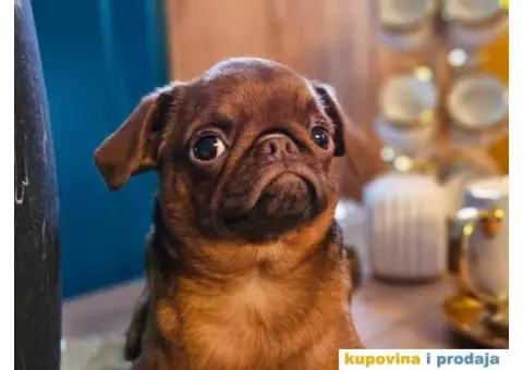 Petit brabancon - Mali brabanson - 3/10