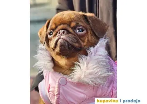 Petit brabancon - Mali brabanson - 4/10