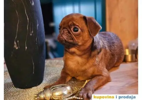 Petit brabancon - Mali brabanson - 5/10