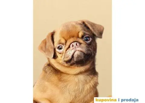 Petit brabancon - Mali brabanson - 6/10