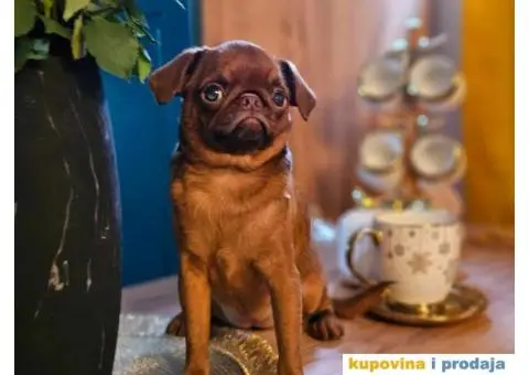 Petit brabancon - Mali brabanson - 7/10