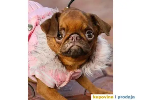 Petit brabancon - Mali brabanson - 8/10