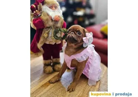 Petit brabancon - Mali brabanson - 9/10