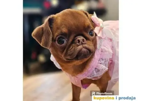 Petit brabancon - Mali brabanson - 10/10