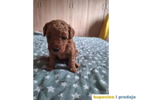 Stenci patuljaste pudle - 1/8