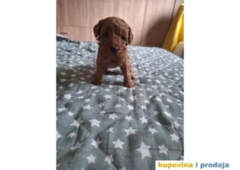 Stenci patuljaste pudle - 2/8