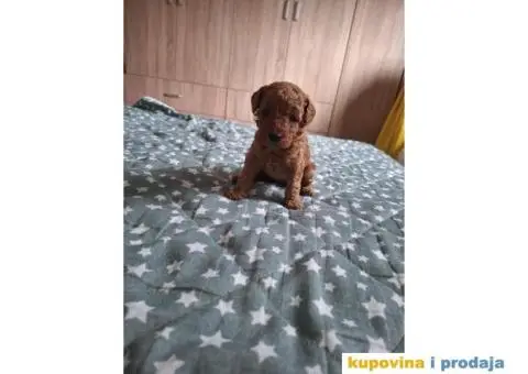 Stenci patuljaste pudle - 3/8