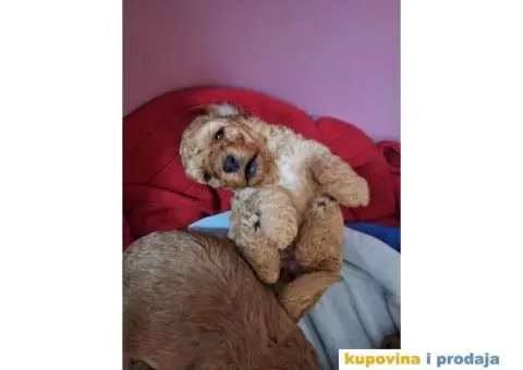 Stenci patuljaste pudle - 4/8