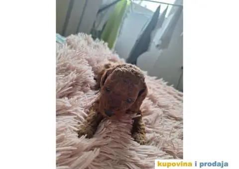 Stenci patuljaste pudle - 5/8