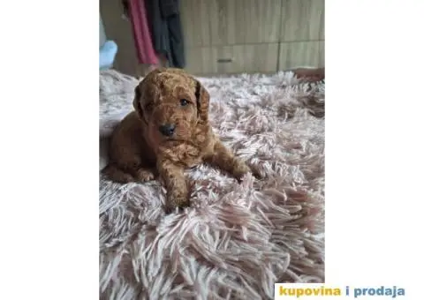 Stenci patuljaste pudle - 6/8