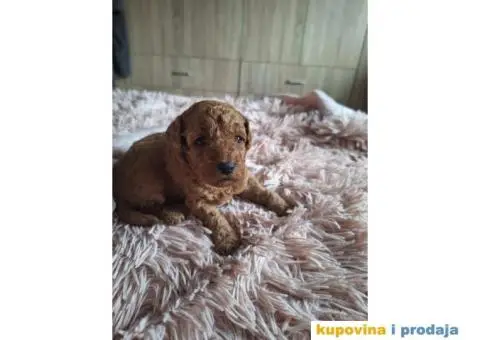 Stenci patuljaste pudle - 7/8