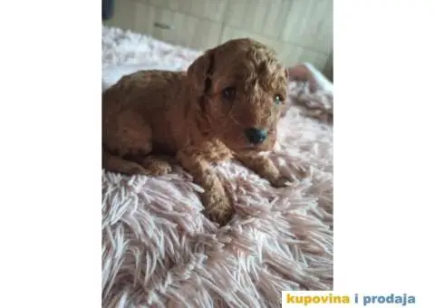 Stenci patuljaste pudle - 8/8